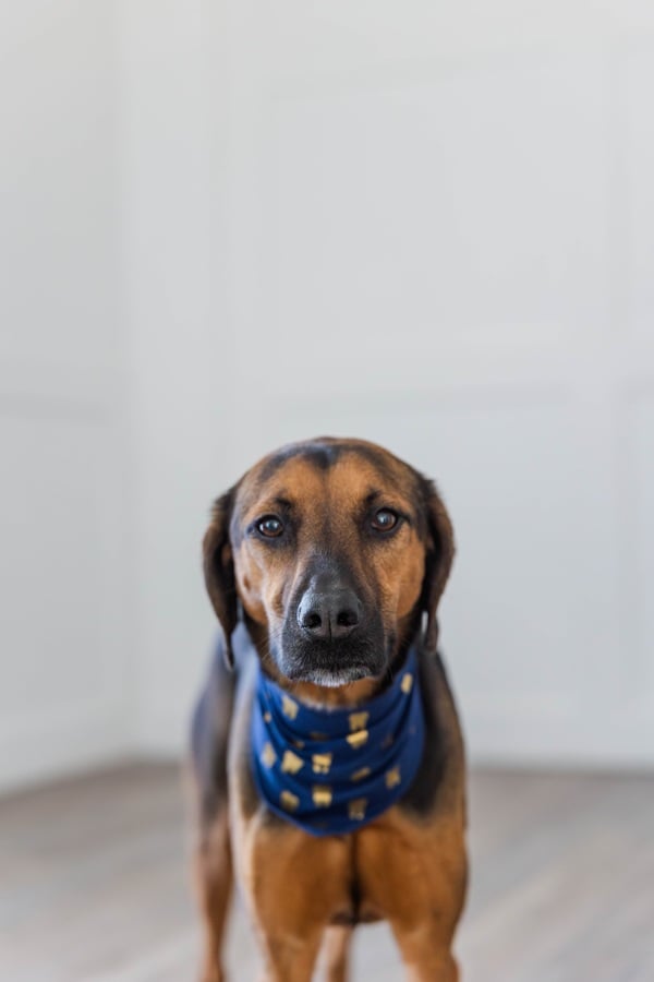 Mocha The Dog